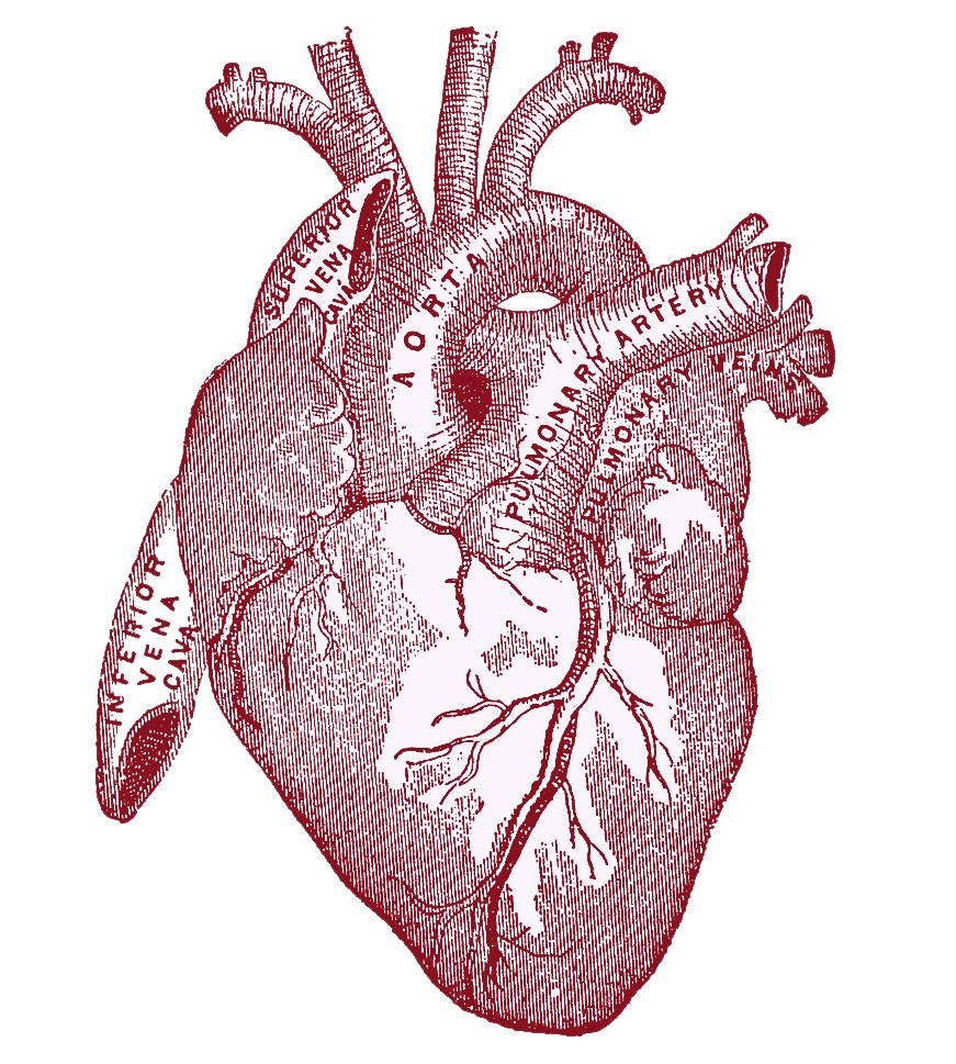 cuore obesita metabolismo
